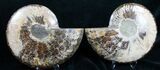 Beautiful Agatized Ammonite Pair #10632-1